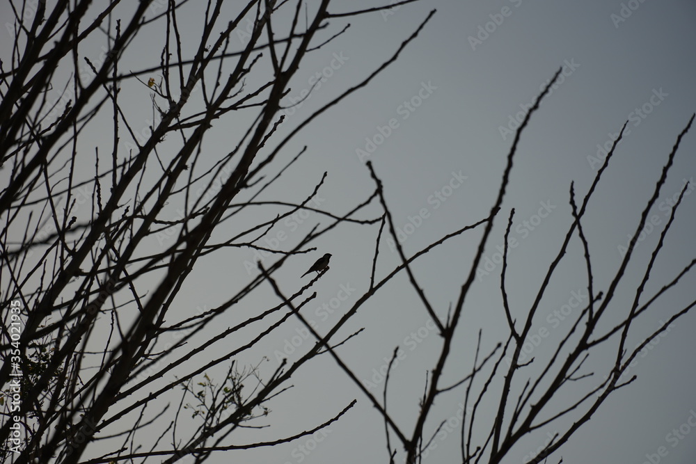 sparrow sitting on the branches lonely, self-isolation during COVID times , Dubai , UAE