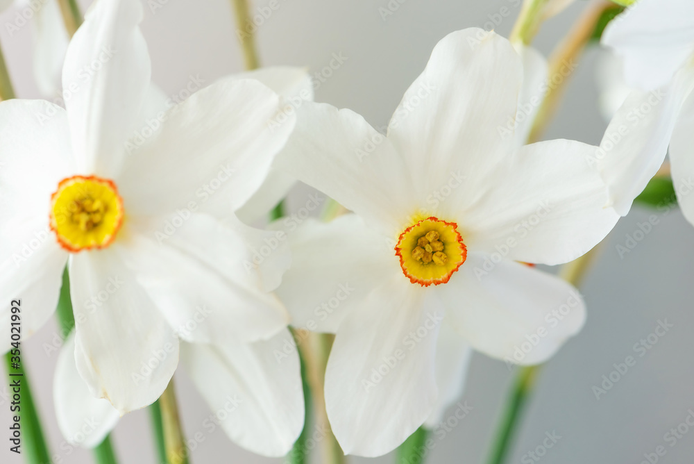 White narcissus flowers on silver gray background White narcissus flowers on silver gray background