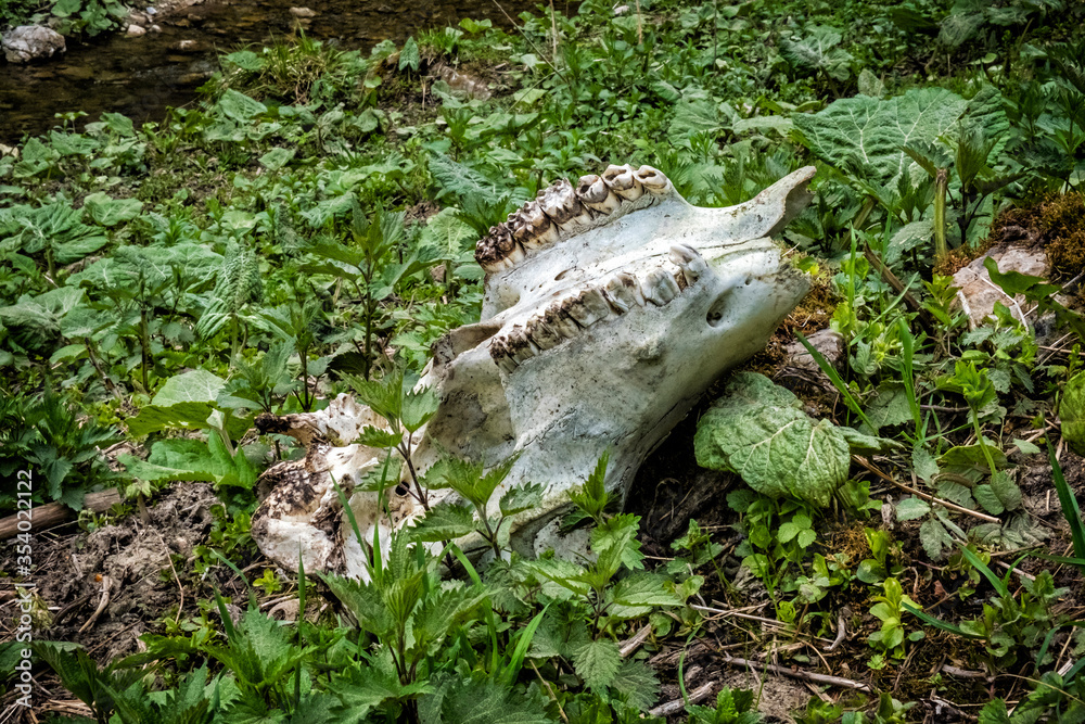 Obraz premium Detail photo of animal skull