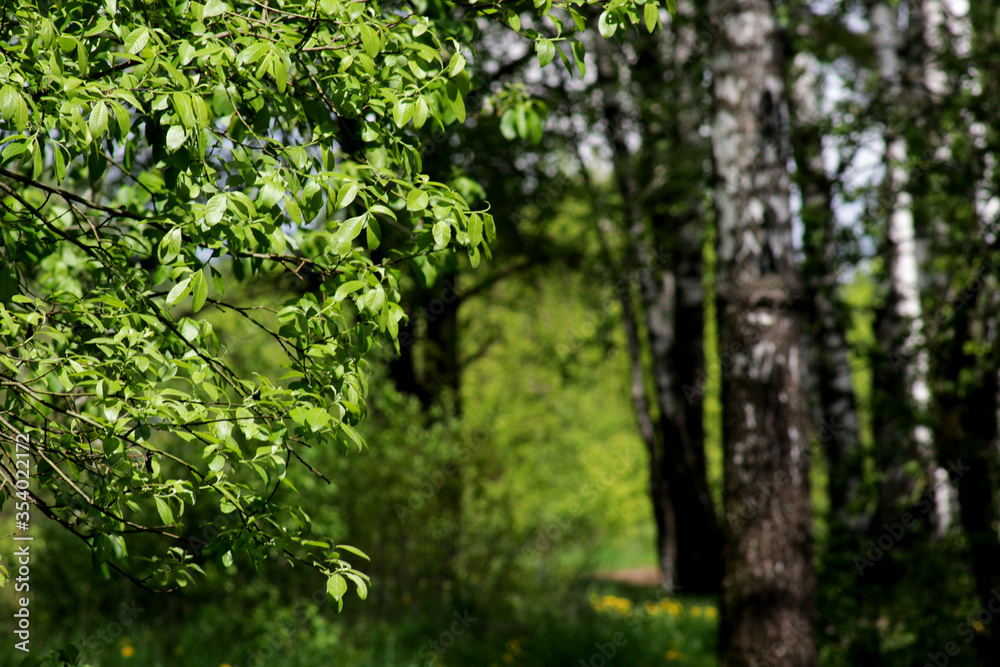 Photo of a forest thicket. Photo of a forest thicket.