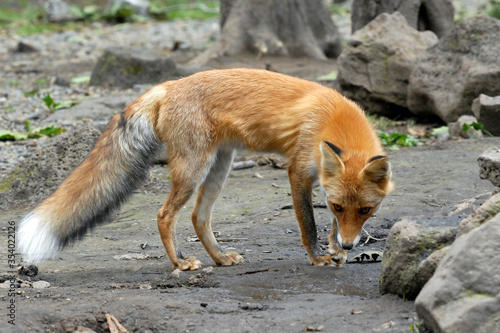 Fototapeta Naklejka Na Ścianę i Meble -  Red fox (Vulpes vulpes). Primorsky Krai (Primorye), Far East, Russia.