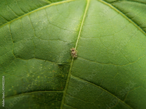 グンバイムシ lace bug