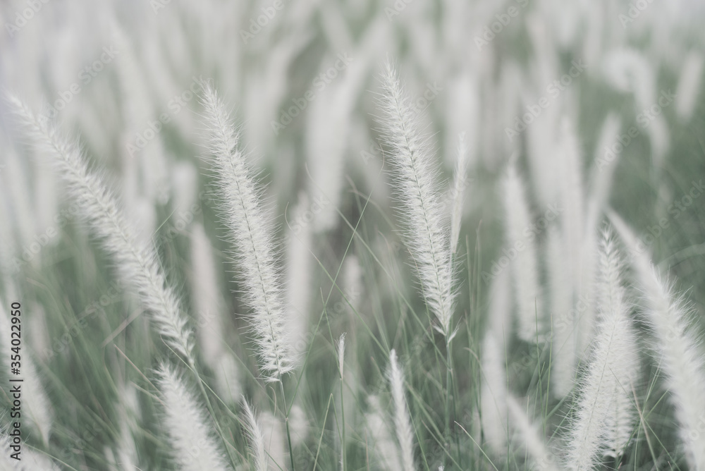 Fototapeta premium Field of African Fountain grass. Moody background