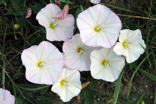 A close-up of white  bindweed flowers
