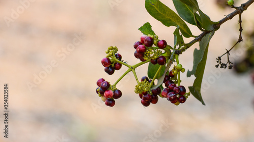 Allspice (Pimenta officinalis)or (Pimenta dioica) fruits found in jungle at Chhattisgarh, India
