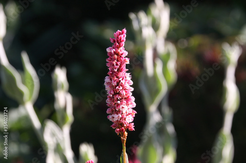 Flowers of the knotweed Bistorta affinis superbum in the morning light, latin name is Persicaria affinis or fleece flower close up photo