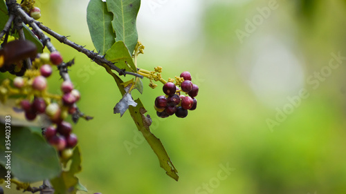 Photography Allspice (Pimenta officinalis)or (Pimenta dioica) fruits found in jungle at Chha
