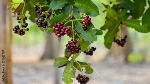 Photography Allspice (Pimenta officinalis)or (Pimenta dioica) fruits found in jungle at Chha
