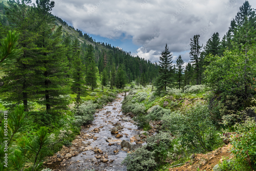 fast mountain stream river crossing a coniferous forest in front of mountains in wild taiga, Siberia, Russia