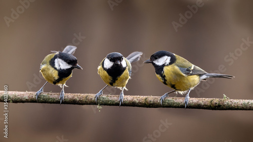 Colourful vibrant Great Tit bird Parus Major on branch in Spring sunshine in garden photo