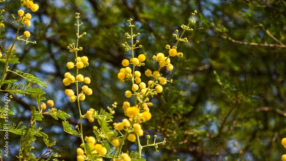 Beautiful babul flower (Vachellia nilotica) on the branch. Beautiful babul flower (Vachellia nilotica) on the branch.