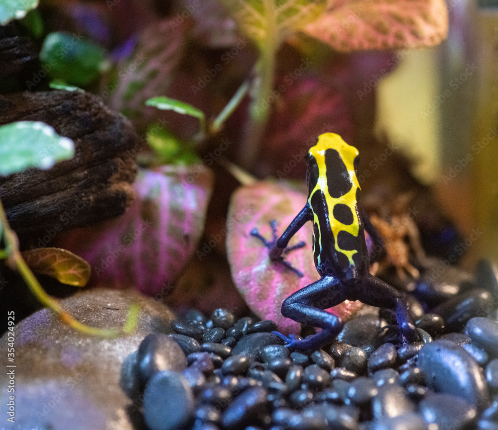 blue and yellow tropical frog is curious