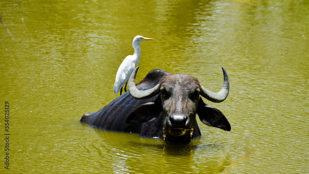 Cattle egrets with the buffalo on the pond shows symbiotic relationship Cattle egrets with the buffalo on the pond shows symbiotic relationship