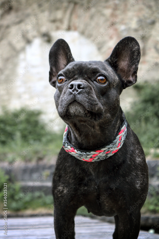 Fototapeta premium Lilou