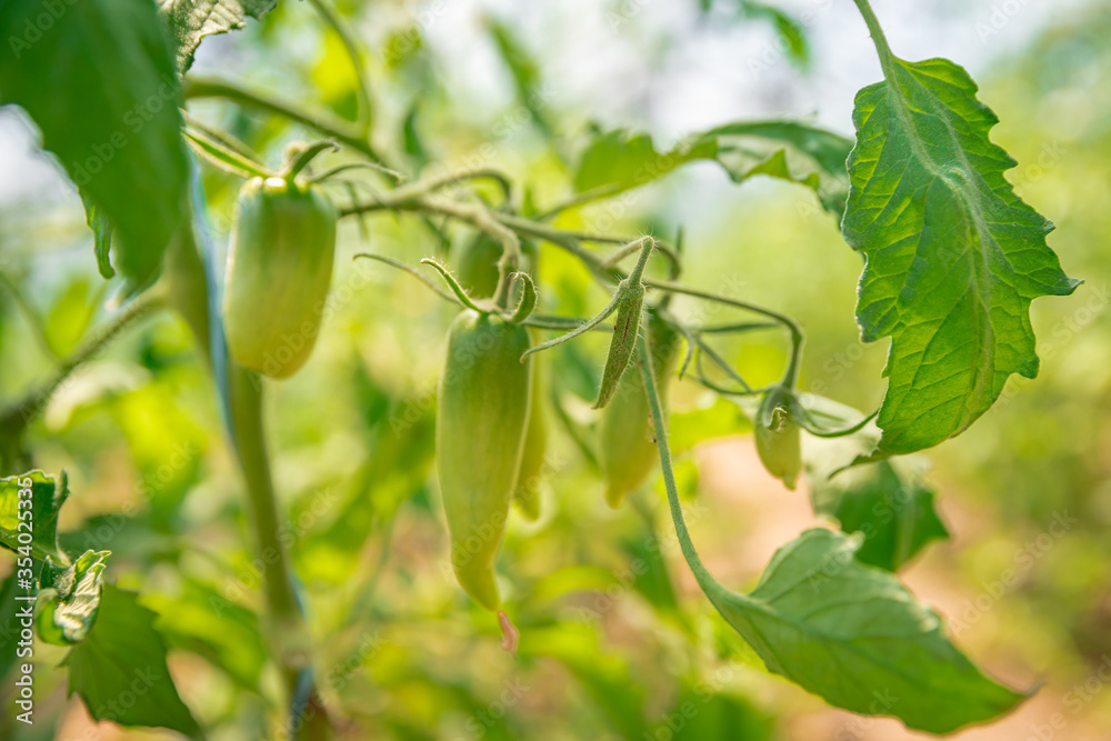 ripening green peppers in a greenhouse. organic vegetables without chemicals and pesticides ripening green peppers in a greenhouse. organic vegetables without chemicals and pesticides