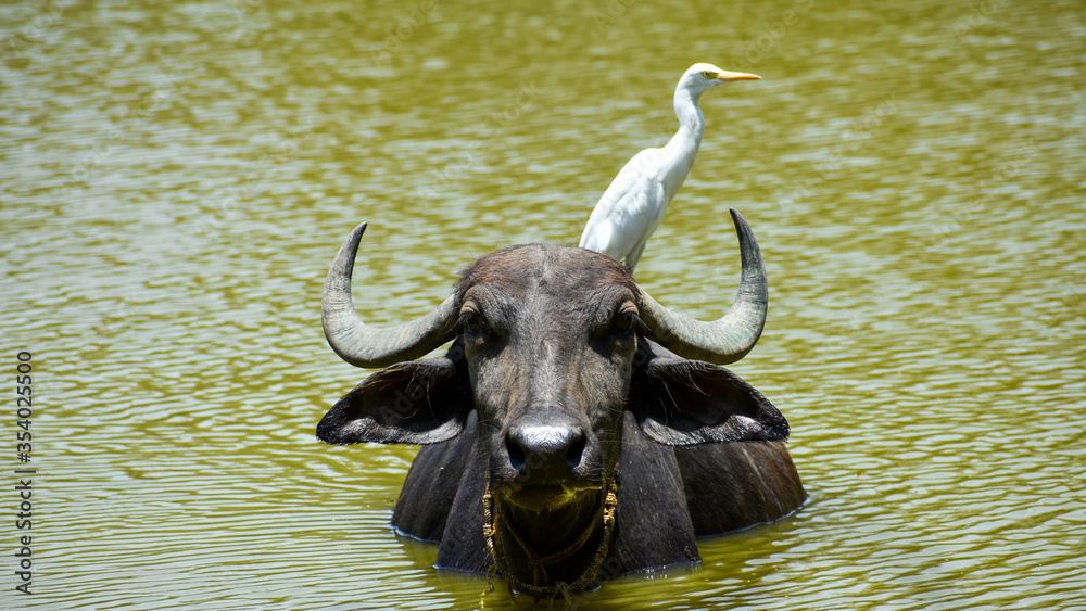 Cattle egrets with the buffalo on the pond shows symbiotic relationship Cattle egrets with the buffalo on the pond shows symbiotic relationship