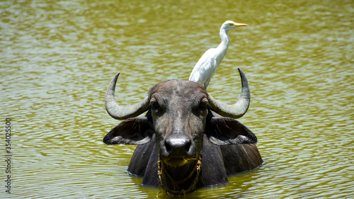 Cattle egrets with the buffalo on the pond shows symbiotic relationship photo