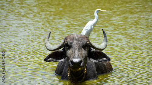 Cattle egrets with the buffalo on the pond shows symbiotic relationship