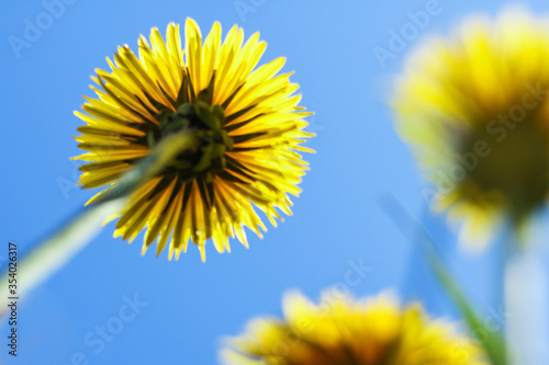 yellow dandelions against a blue sky. summer mood