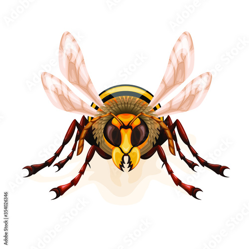 Vector isolated image of a wasp on a white background in full face.