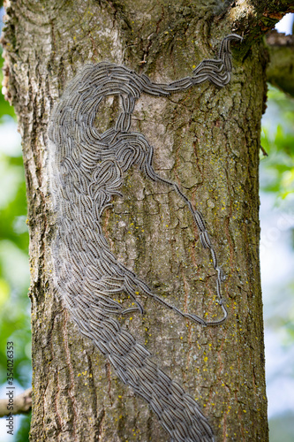 caterpillars of the oak processionary on the trunk of an oak