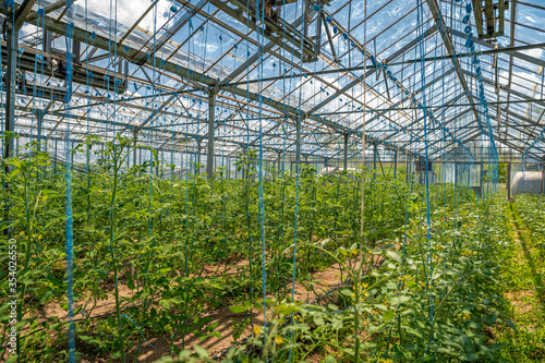 greenhouse on the farm for growing healthy vegetables without chemistry in organic quality