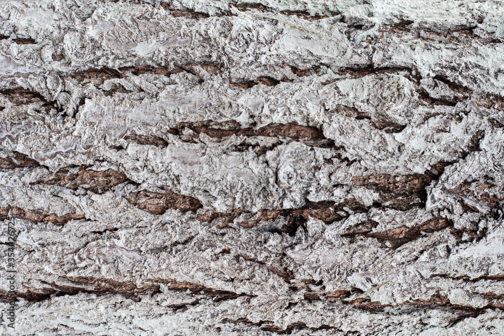 Macro photo of the texture of a trunk of a whitewashed tree bark. Wood treatment against parasites. Macro photo of the texture of a trunk of a whitewashed tree bark. Wood treatment against parasites.