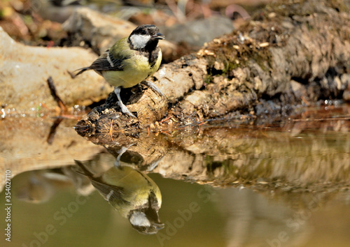 carbonero bebiendo en el estanque y reflejado en el agua (Parus major) Marbella Andalucía España 