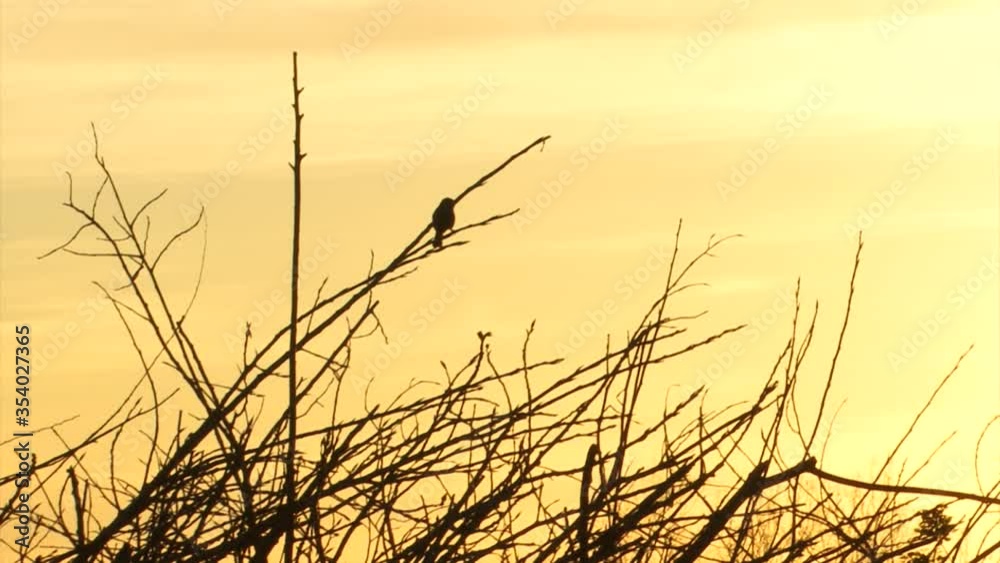 Bird backlight on top of a tree Bird backlight on top of a tree
