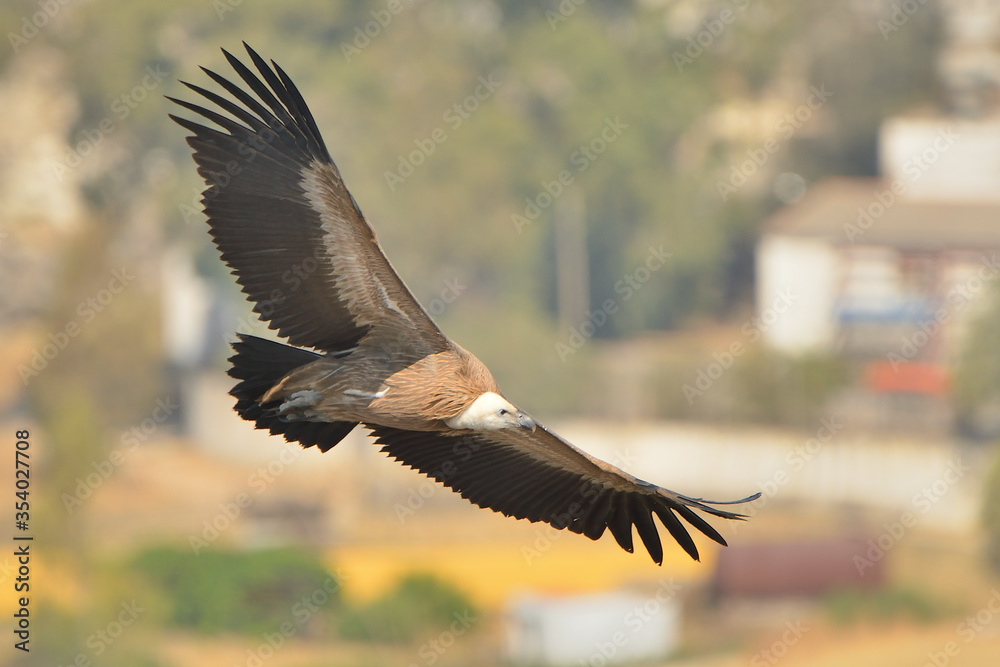 buitre leonado volando monte verde (Gyps fulvus) Casares Málaga España buitre leonado volando monte verde (Gyps fulvus) Casares Málaga España
