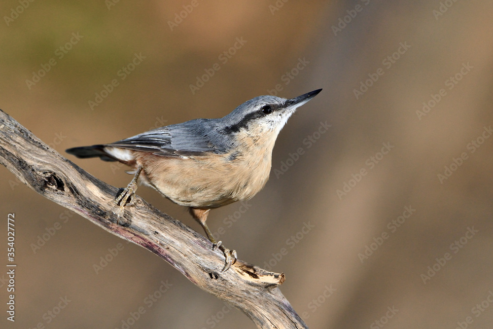Fototapeta premium trepador azul en una rama con fondo verde (Sitta europaea) Marbella Andalucía España