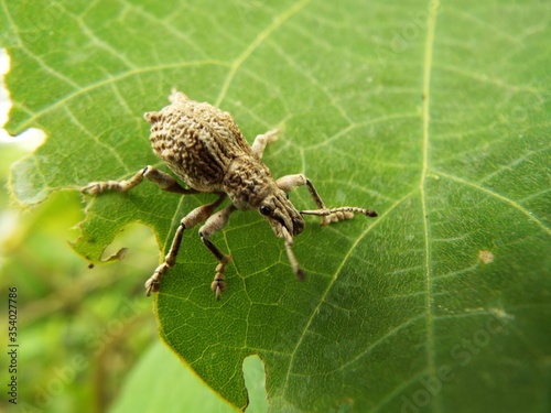 シロコブゾウムシ Snout beetle with the lump