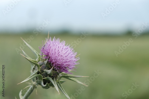 Milk thistle solo in the countryside close-up