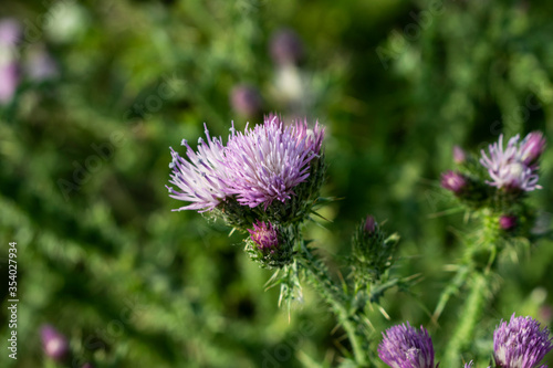 Flor morada de cardo en primavera.