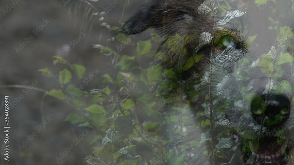 Obraz premium Fotografía abstracta de doble exposición con perro blanco y hojas de fondo