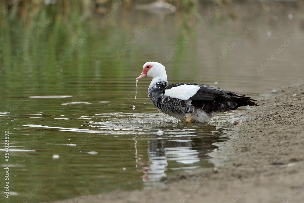 pato criollo bebiendo en la orilla del estanque (Cairina moschata) Marbella Andalucía España pato criollo bebiendo en la orilla del estanque (Cairina moschata) Marbella Andalucía España