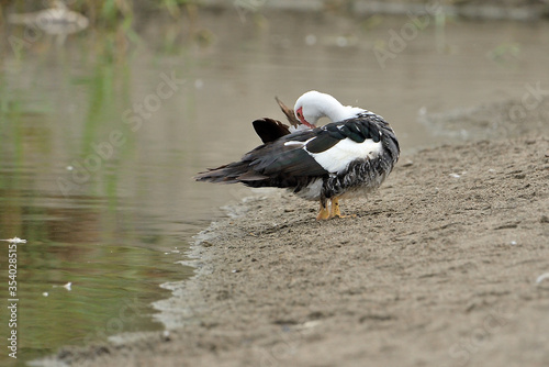 pato criollo photo