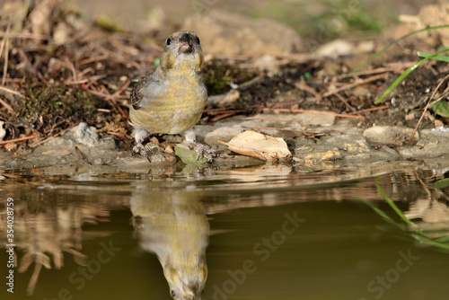  piquituerto hembra bebiendo en el estanque (Loxia curvirostra) Marbella Andalucía España 