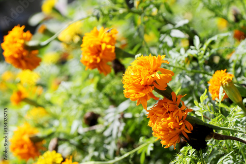 Beautiful orange marigold in the garden © jetsadaphoto