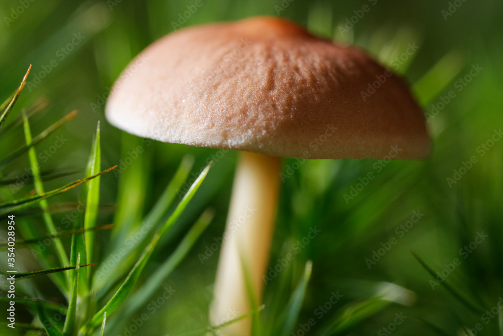 Isolated mushroom with nice green bokeh effect. Isolated mushroom with nice green bokeh effect.