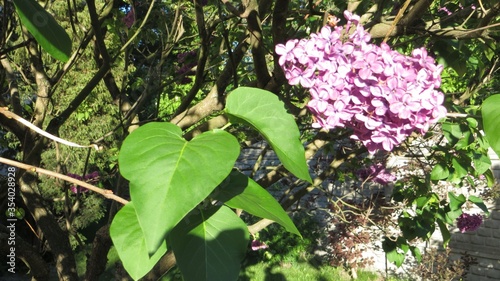 Fresh spring lilac flowers  and leaves