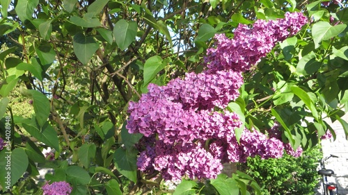 Fresh spring lilac flowers  and leaves