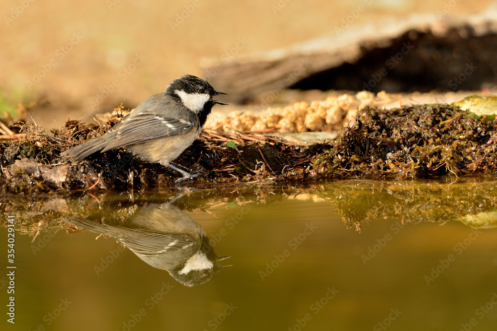 Obraz premium carbonero bañándose en el estanque (Parus major) Marbella Andalucía España