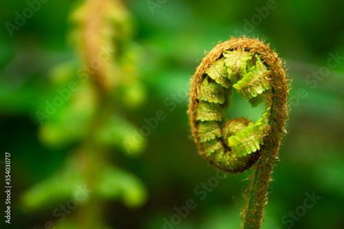 Coiled wild forest fern in natural habitat in close-up