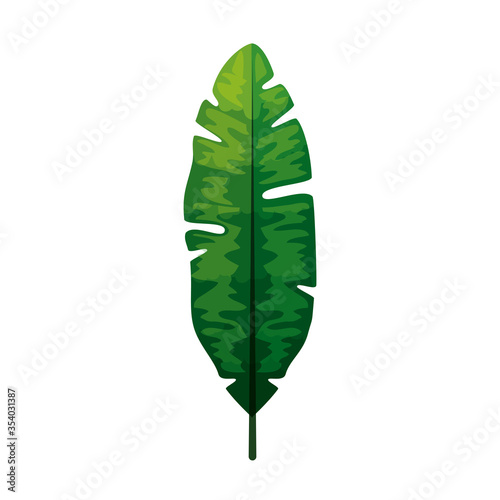 tropic plant, jungle leaf, exotic foliage nature botanical vector illustration design