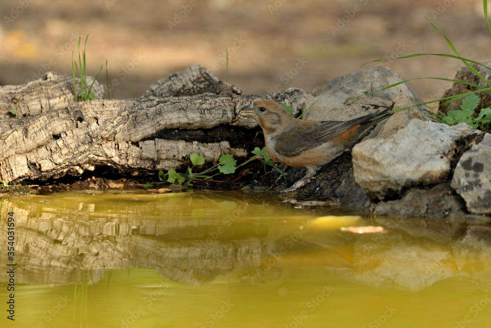  piquituerto bebiendo agua en el estanque del parque  (Loxia curvirostra) Ojén Andalucía España 