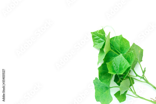 Ivy gourd isolated on white background photo