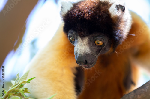 A Sifaka lemur that has made itself comfortable in the treetop