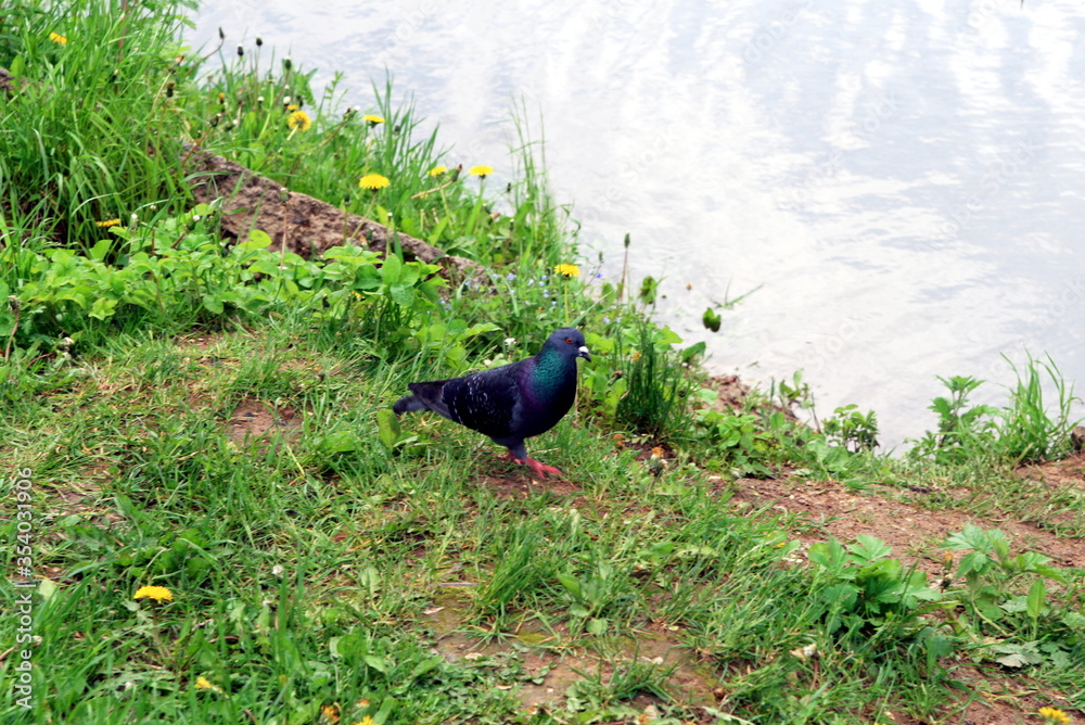 pigeon on the lake shore in the grass