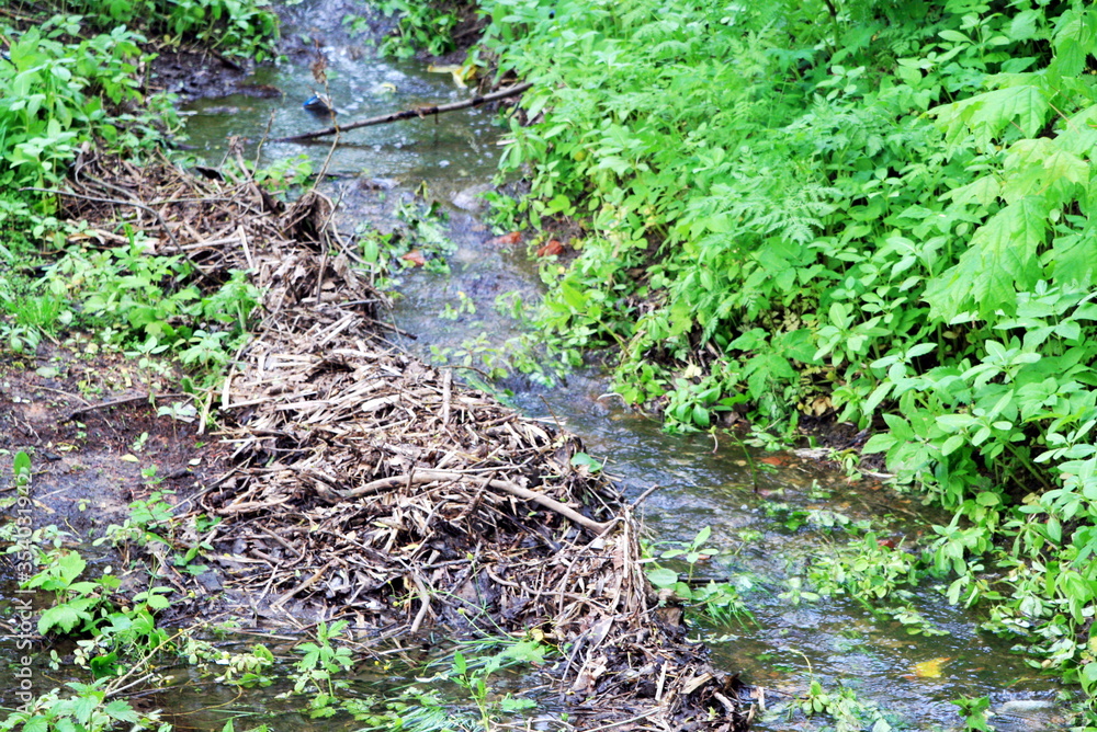 Fototapeta premium the stream flows in the forest